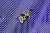 Dichelia histrionana