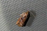 Archips oporana