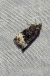 Apotomis sauciana