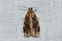 Archips xylosteana
