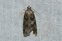 Cnephasia