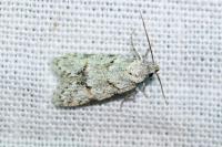 Symmoca signatella