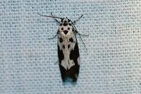 Ethmia quadrillella