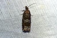 Ancylis achatana