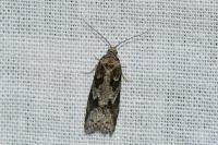 Cnephasia
