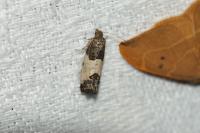 Spilonota ocellana