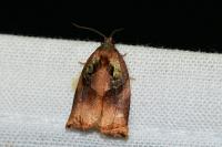 Archips podana