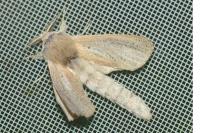 Phragmataecia castaneae