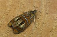 Olethreutes arcuella