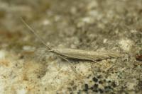 Coleophora