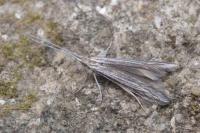 Coleophora