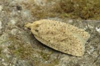 Agonopterix