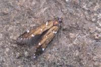 Argolamprotes micella