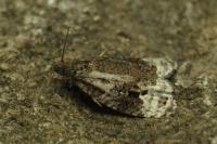 Apotomis