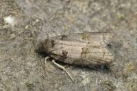 Cnephasia