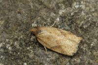 Acleris ferrugana/notana