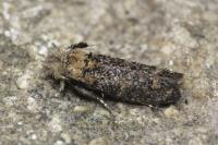 Ochsenheimeria taurella