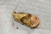 Cochylidia rupicola