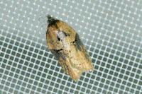 Acleris hastiana