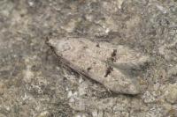 Teleiodes vulgella