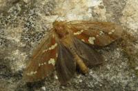 Phymatopus hecta