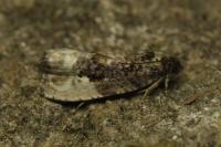 Hedya nubiferana