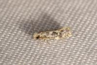 Infurcitinea parentii