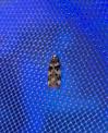 Chionodes electella