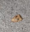 Acleris forsskaleana