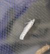 Yponomeuta evonymella