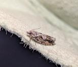 Zeiraphera isertana