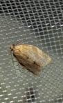 Clepsis consimilana