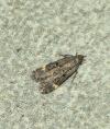 Dichomeris alacella