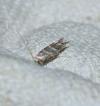 Cameraria ohridella