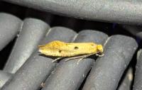 Tinea trinotella