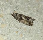 Cydia fagiglandana