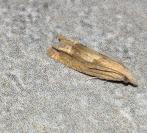 Eucosma conterminana