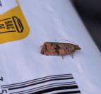 Celypha striana