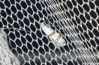 Scythropia crataegella