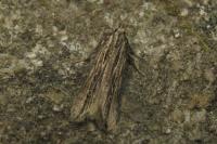 Monochroa palustrellus