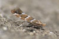 Cameraria ohridella