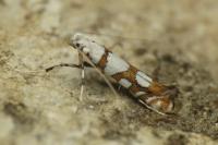 Spulerina simploniella
