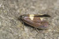 Incurvaria oehlmanniella