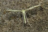 Adaina microdactyla