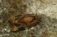 Ditula angustiorana