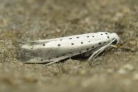 Yponomeuta rorrella