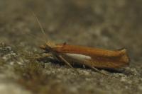 Ypsolopha parenthesella