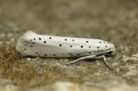 Yponomeuta cagnagella