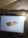 Cydia splendana