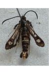 Chamaesphecia euceraeformis